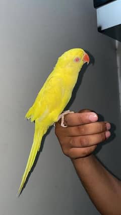 Yellow Ringneck very friendly hand tamed