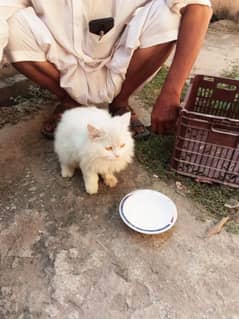 White Female Persian