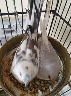 Diamond Pied Dove Pair for sell