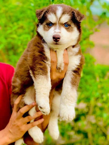 Siberian Husky puppies for sale 1