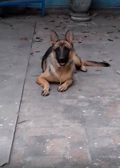 German shepherd female for sale 0