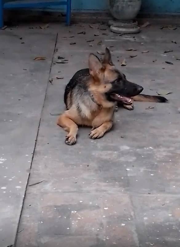 German shepherd female for sale 1