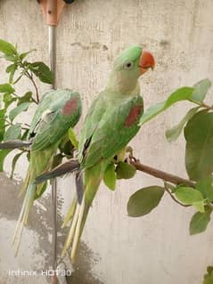 Raw Parrot for sale