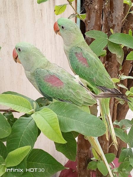 Raw Parrot for sale 1