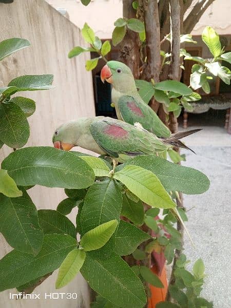 Raw Parrot for sale 2