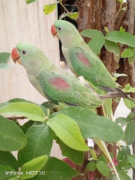 Raw Parrot for sale 3