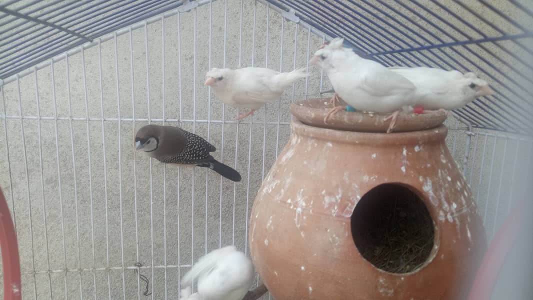 Owl, Gouldian and Bangelese Males. 1