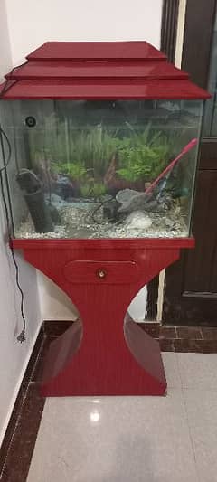 Fish equarium