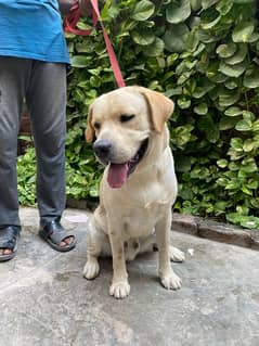 Pedrigree British Male Labrador