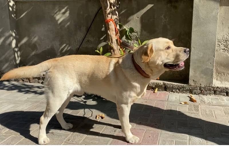 Pedrigree British Male Labrador 1