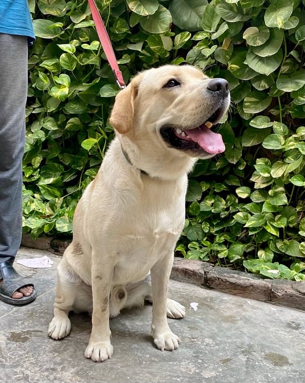 Pedrigree British Male Labrador 2