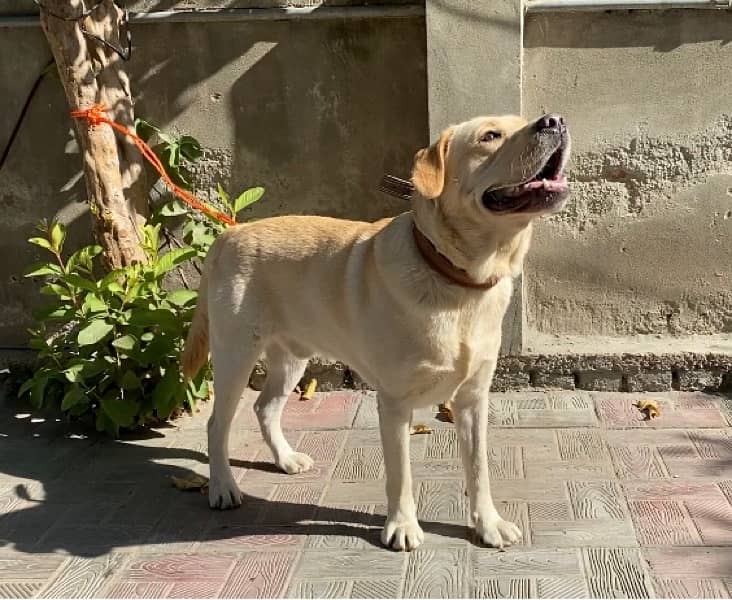 Pedrigree British Male Labrador 3