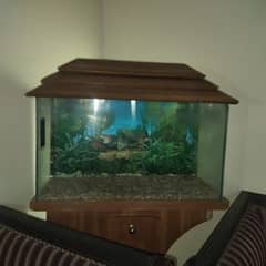 Fish Aquarium