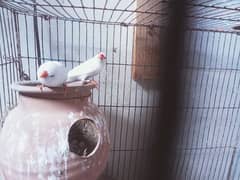 Show white bredr pair finch