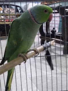 GREEN RINGNECK TALKING MALE