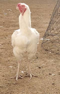 Kandhari parrot beak eggs 