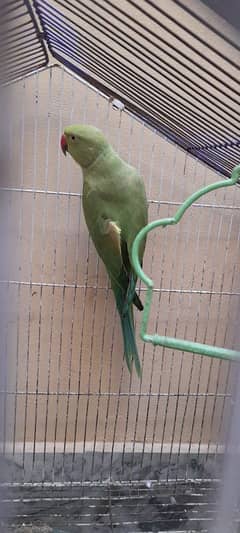 parrot 0