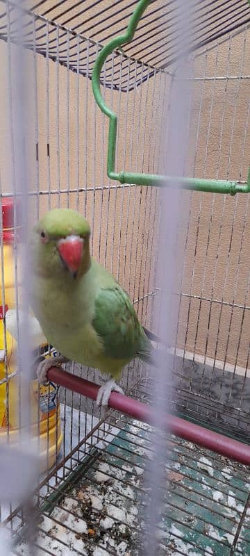 parrot 2