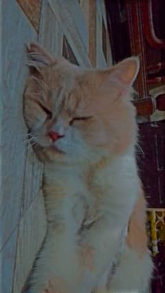 Cute Male Cat Only Need A Careing Family 0