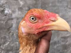 Pakistani Aseel hens