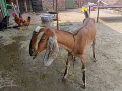 bakri