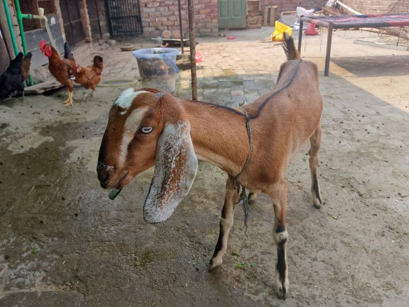 bakri 0