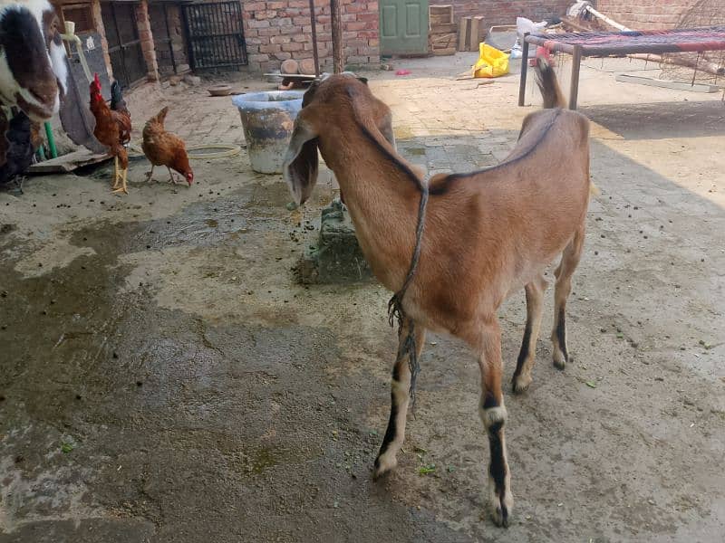 bakri 1