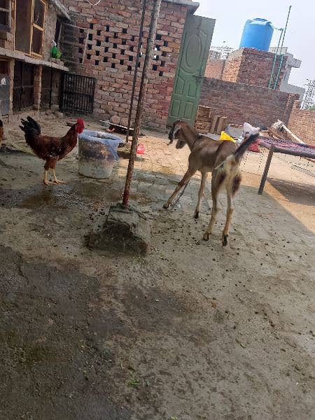 bakri 2