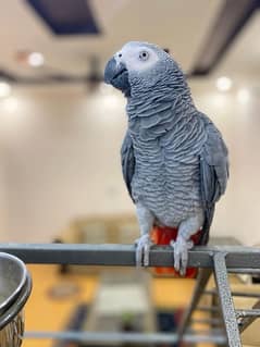 African Grey three pieces for sale in good condition