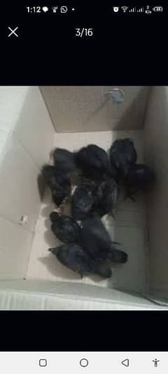 ayam cemani Chiks