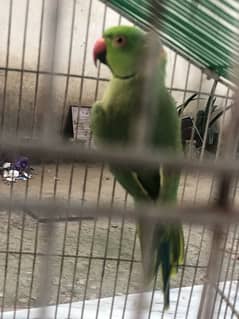 parrot for sale 0