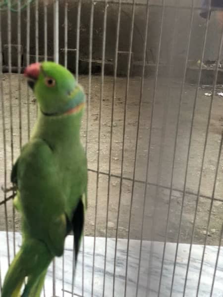 parrot for sale 1