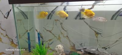 2 Pair Parrot Fish for sale