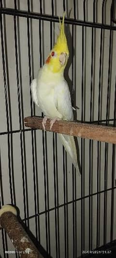 Healthy Male Cockatiel 6 months old