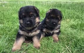 long coat germanshepherd puppies03275590740