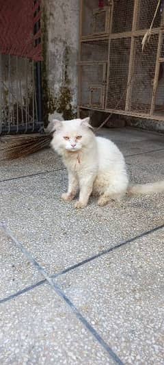 Persian male cat