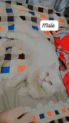 Punch face male cat available only for matting