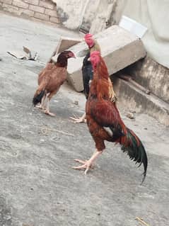 2 pair aseel milanwali breed 2 hen and 2 rooster