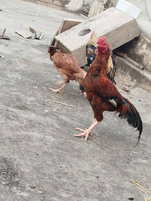 2 pair aseel milanwali breed 2 hen and 2 rooster 1