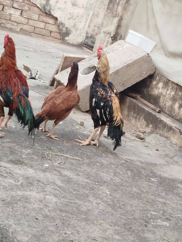 2 pair aseel milanwali breed 2 hen and 2 rooster 2