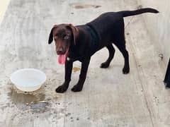 labrador 6 months