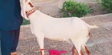 3 bacche wali Rajan Puri Bakri for sale. 03277559164