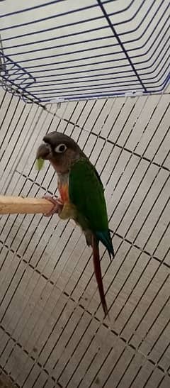 green cheek conure