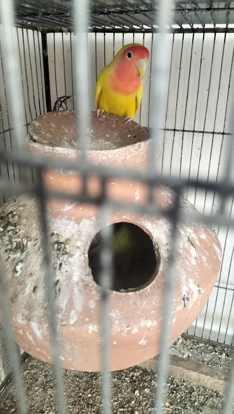 cocktail Lovebird and Hogoromo parrots for sell 3