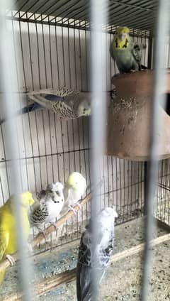 Common Lovebird and Hogoromo parrots for sell