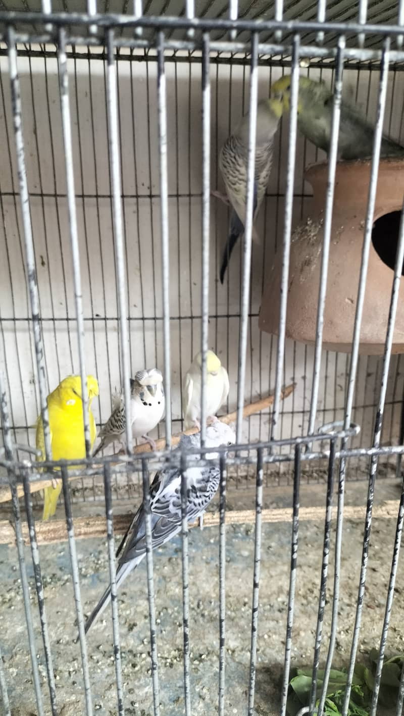 cocktail Lovebird and Hogoromo parrots for sell 6