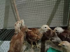 RIR chicks - rir hen - desi chicks - desi hen-rir