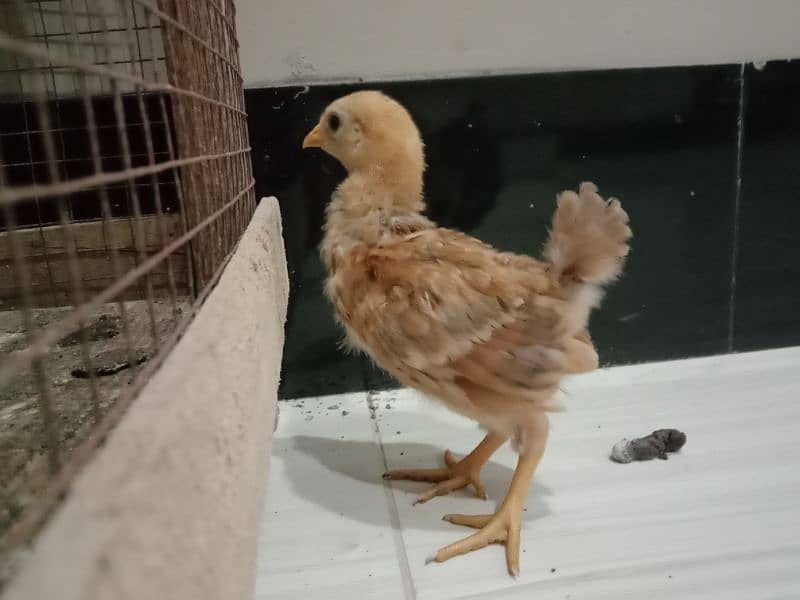 RIR chicks - rir hen - desi chicks - desi hen-rir 2