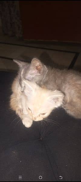 Free pair of kittens 1