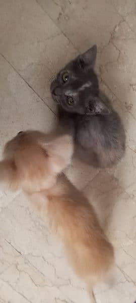 Free pair of kittens 3